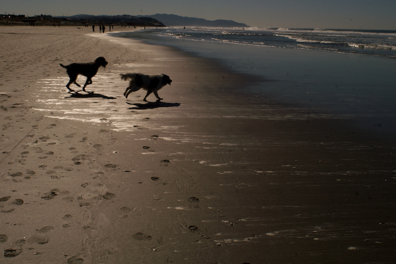 ocean beach dogs