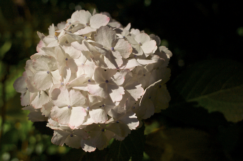 hydrangea outtake